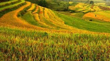 La agricultura utiliza casi un 40% de las tierras del planeta