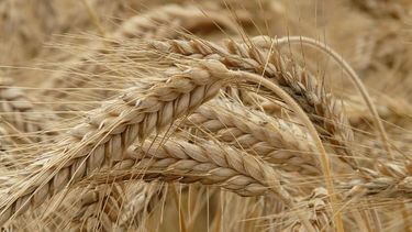 Estiman una producción de trigo y cebada mayor a 25 millones de toneladas