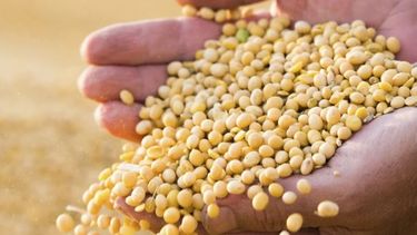 Confirman que está listo el proyecto legislativo de Semillas