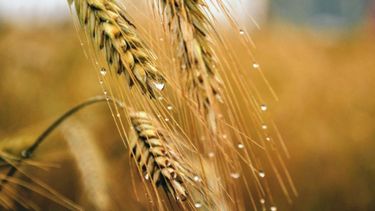 En ciertas zonas o áreas tamberas de Santa Fe se detectó un cambio en el destino del cereal.