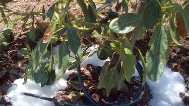 Nueva forma de riego parte de la lluvia sólida