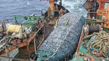 Actualizaron los aranceles de extracción para la industria pesquera