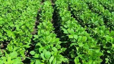 Soja: la diferencia entre la planificación y el milagro de último minuto