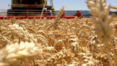 Sin retenciones, el PBI del trigo crece un 132% y el Estado recauda un 29% más