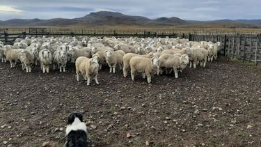 El plazo que tienen los productores para presentar la solicitud será de 60 días.