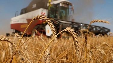 La producción de trigo de ubicará en torno a las 15 millones de toneladas en 2024.