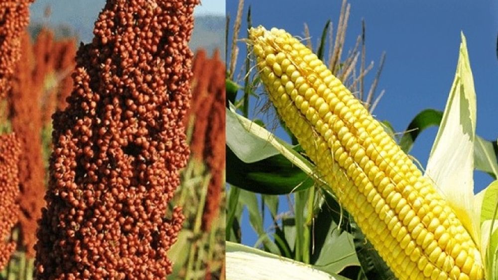 La superficie total cosechada de sorgo se ubicó en 845 mil hectáreas y el rendimiento promedio nacional fue de 29,6 quintales por hectárea.