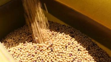 La soja y el trigo siguieron en alza en Chicago