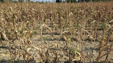 Crece la preocupación en el campo por el avance de la sequía