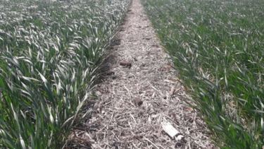 La producción de trigo dejará entre US$ 600 y 890 millones menos