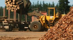 Actualizaron los montos de subsidios para inversiones en la industria forestal