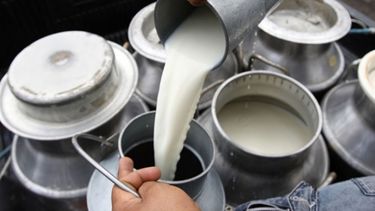 La producción de leche disminuyó un 12,5 por ciento durante 2016
