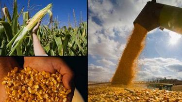 Habilitaron la exportación de 3,5 millones toneladas adicionales de maíz