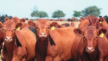 El 2021 tuvo la menor faena de vacunos en los últimos cuatro años