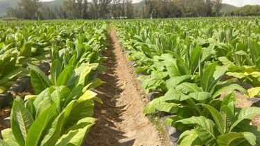 Definieron el nuevo precio para el tabaco