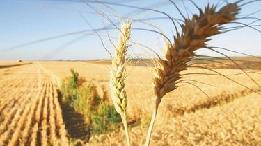 Recortan la proyección del trigo a 14 millones de toneladas
