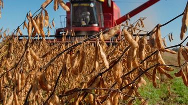 Anticipan una producción récord de soja en Estados Unidos