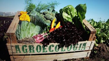 Aumentó el consumo de verduras agroecológicas durante la pandemia de coronavirus