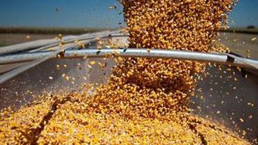 Brasil ve una mejora en su cosecha de maíz para el ciclo 2014/2015