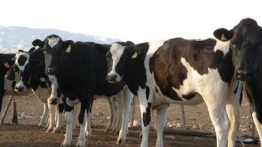 Afirman que SanCor engaña a los tamberos