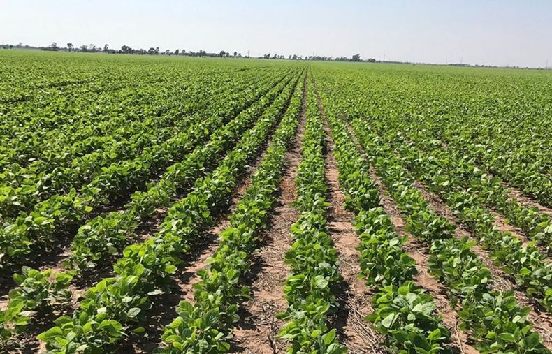 Un productor necesita 1.087 kilos de soja para cubrir costos