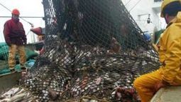 El consumo de productos pesqueros se elevó más de 10% en 2017