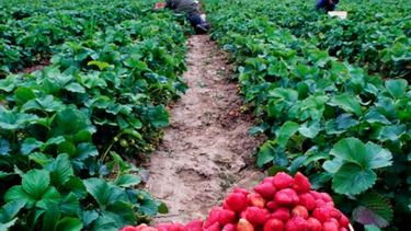 La producción orgánica argentina quedó segunda en el ranking mundial