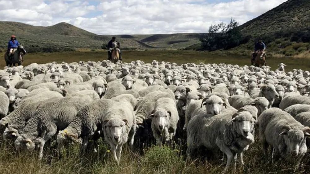 Los efectos dentro de la producción ovina.