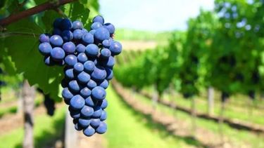 Principales puntos del plan para apuntalar al agro