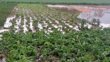 Desastres climáticos costarán al agro regional unos 22 mil millones de dólares