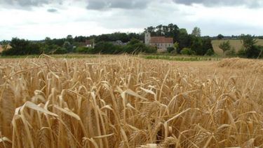 Concluyó la siembra de cebada en todo el país