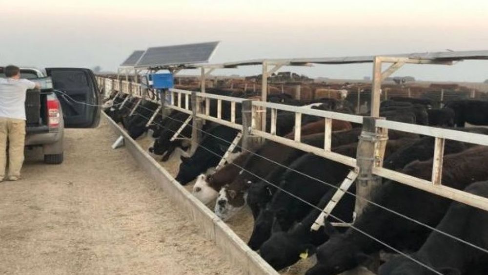 El Ojo del Amo: una iniciativa inédita que mejora la eficiencia de la producción ganadera