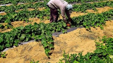 Consumidores pagaron 426% más de lo que recibieron los productores de alimentos