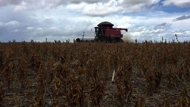 China producirá un 40% más soja para 2025 para lograr autosuficiencia