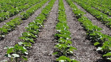 Se frena el avance de la siembra de girasol
