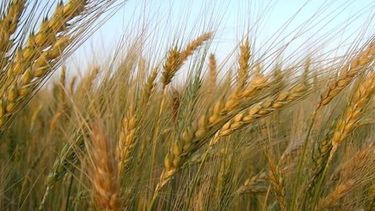 Para la Bolsa de Cereales, la siembra de maíz subirá un 25 por ciento