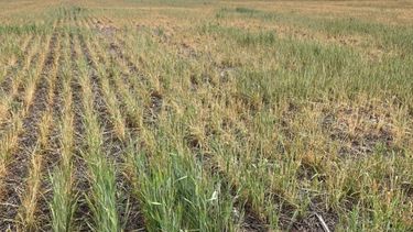 Un 35% de los campos de trigo fue calificado por los productores como regular y un 25% como malo.