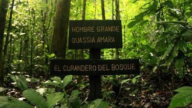 Afirman que los bosques son sistemas vitales para un futuro sostenible
