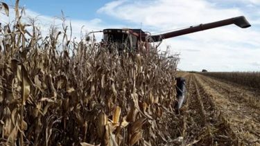 Se perdió la cosecha de maíz de primera en el centro y norte santafesino