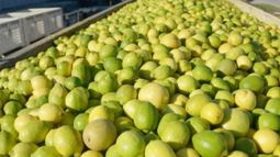 Primer embarque de limones argentinos llegó a la India