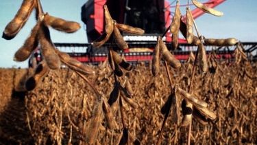 Esperan un ingreso mayor a u$s 25.000 millones por la cosecha