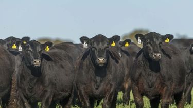 La raza angus explica entre 50% y 75% del rodeo nacional vacuno