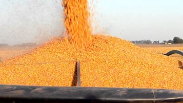 Finalizó la cosecha de maíz a nivel nacional