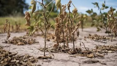 Santa Fe verificará personalmente el acceso de productores a la emergencia agropecuaria