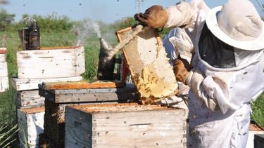 Productores apícolas santafesinos reciben beneficios por emergencia agropecuaria