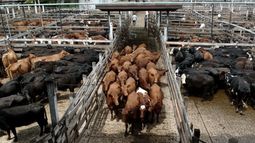 Denuncian que el Gobierno intervino el Mercado de Liniers