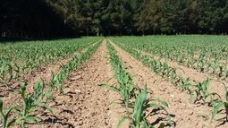 Las condiciones de los campos argentinos.