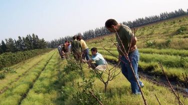 Presentaron nuevas aplicaciones para el manejo sanitario de frutales