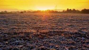 Crean un mapa de probabilidad de daño por heladas tardías en los cultivos de trigo