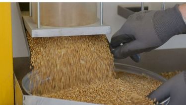 Trigo agroecológico: Santa Fe realizó la primera molienda a gran escala